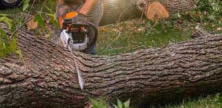 Professional Tree Removal in Netcong, NJ